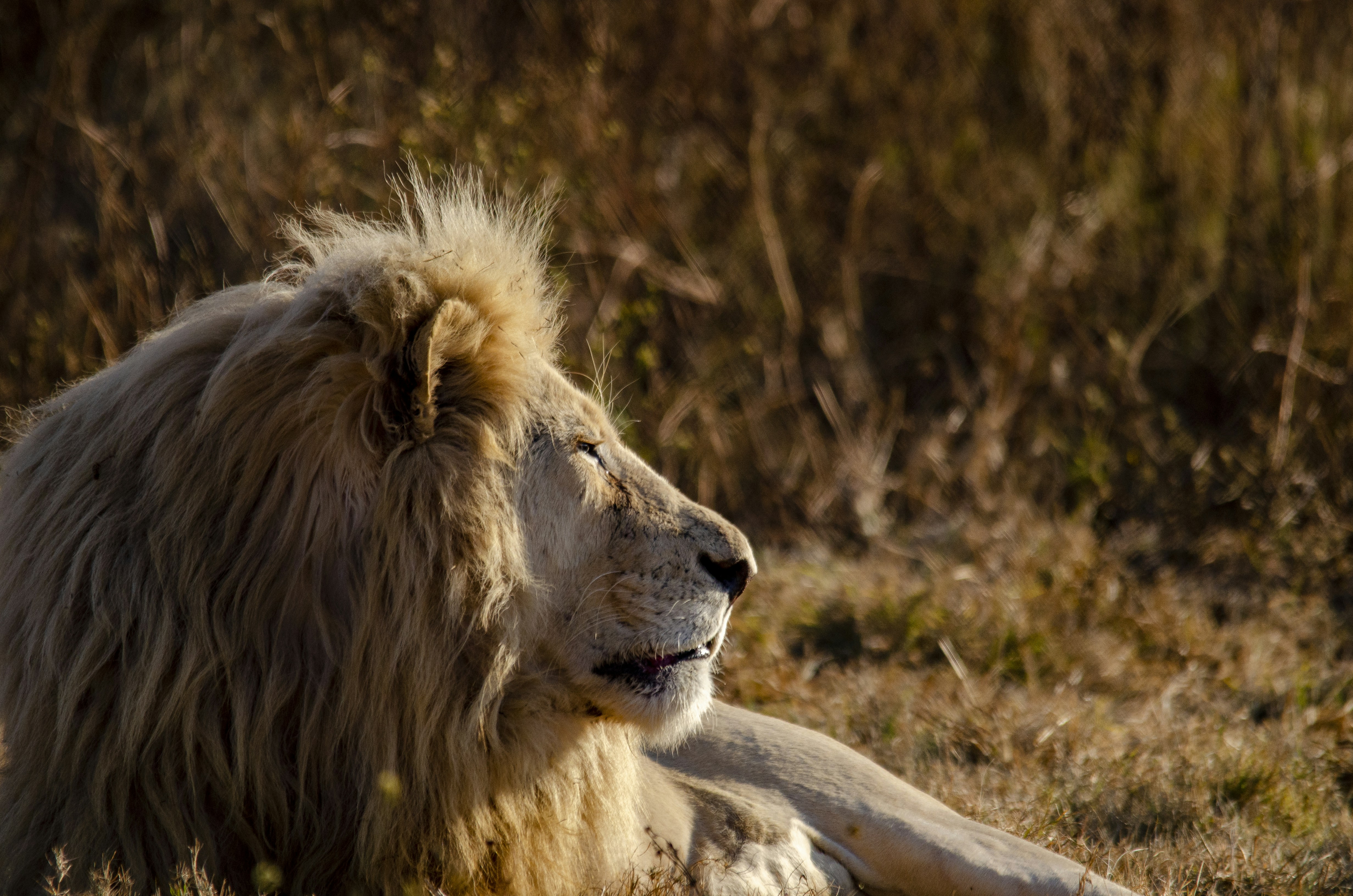 Lion in golden afternoon light, majestic pose, warm amber tones