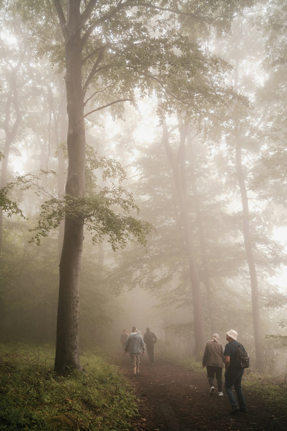 a group of people walking through a forest on a foggy day