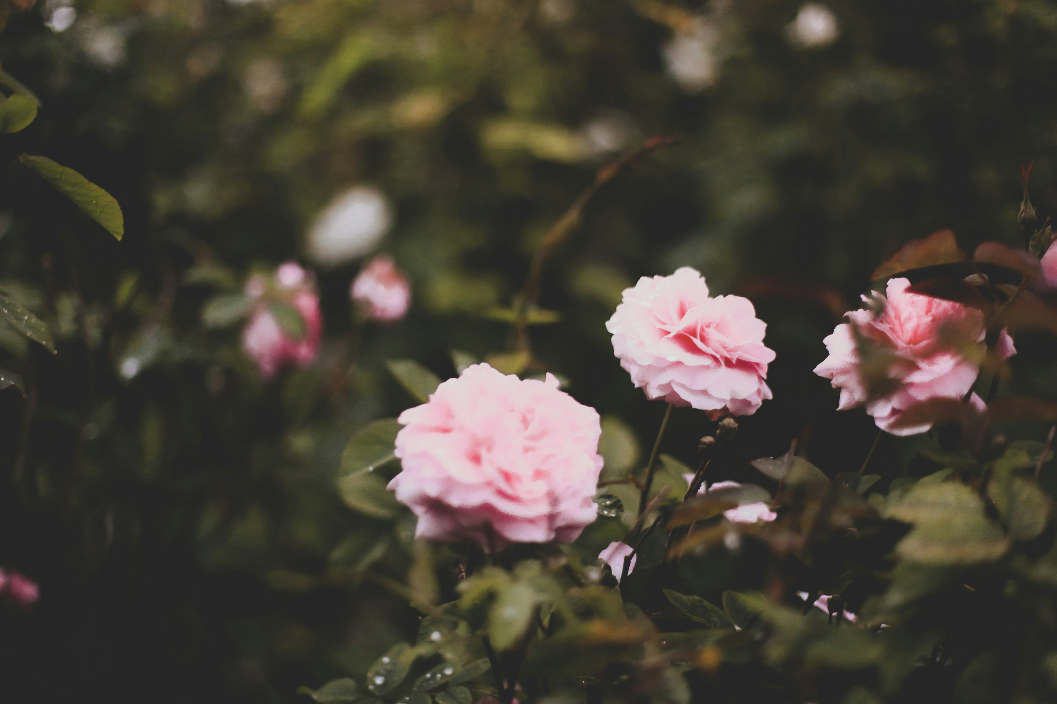 Photo by jessicalfadel