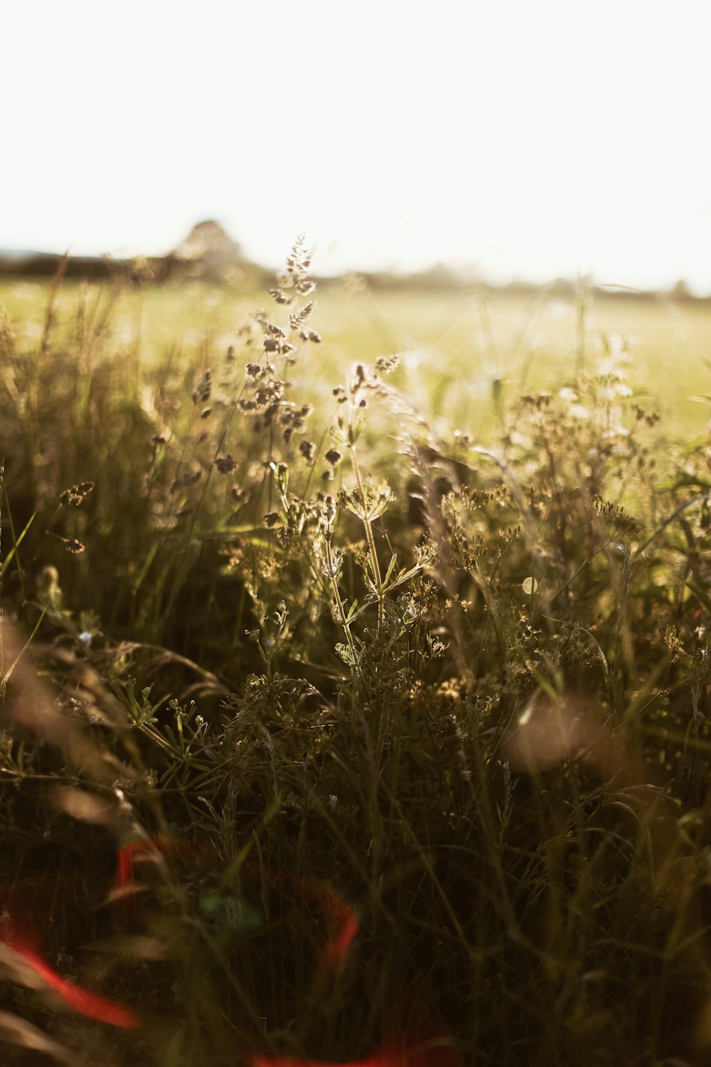 um campo com grama e flores em primeiro plano