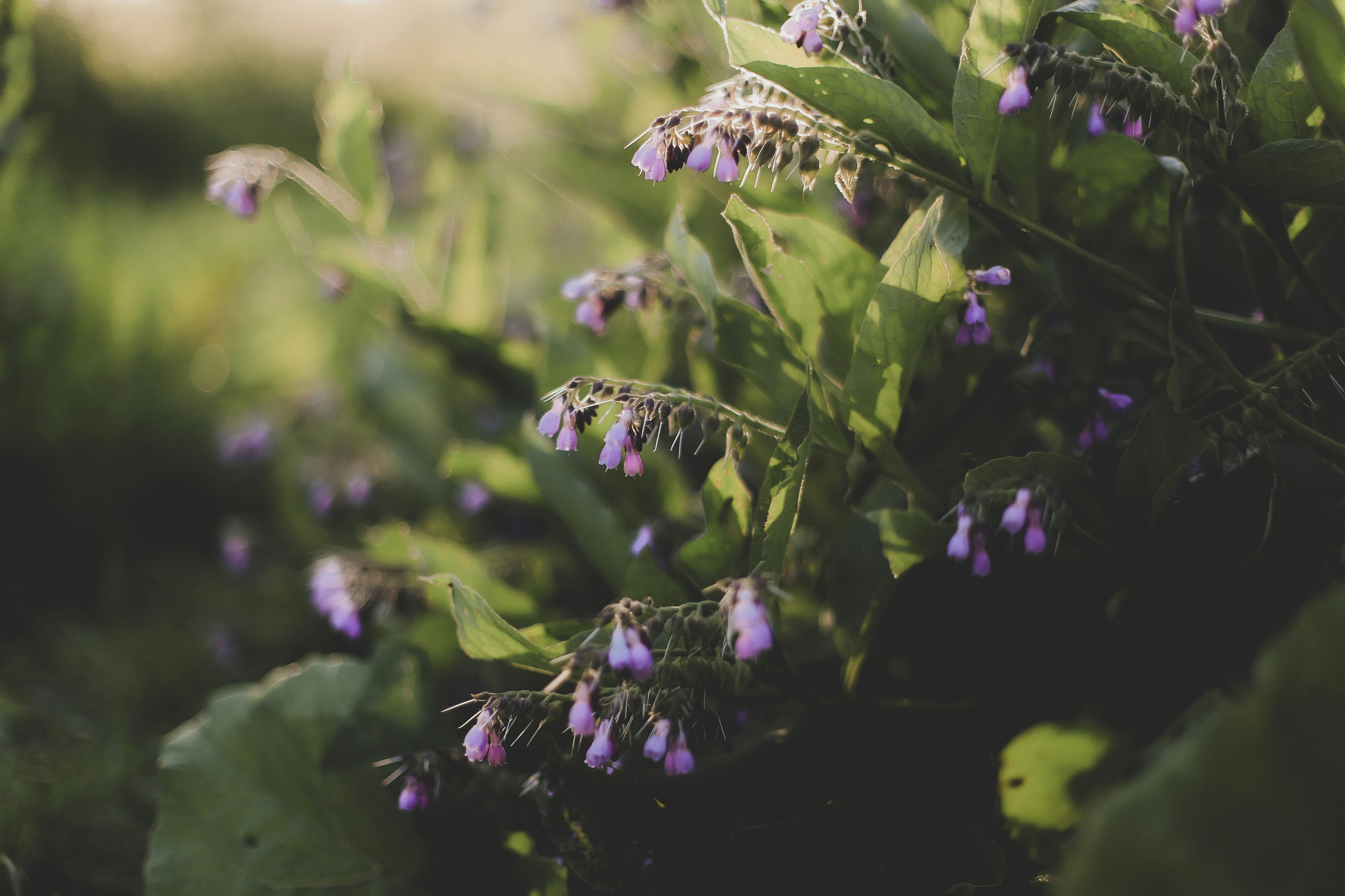 Photo by jessicalfadel