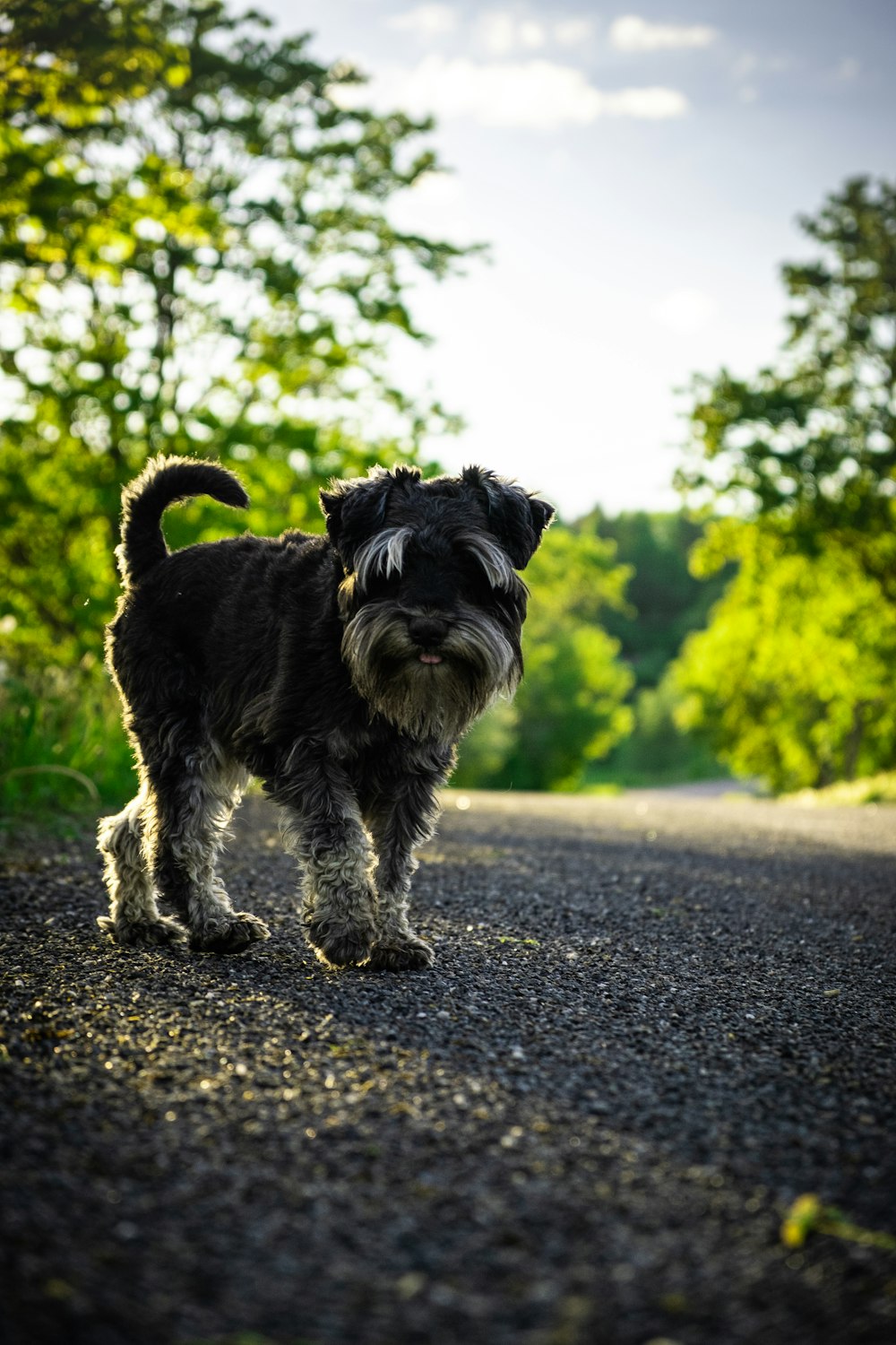 a small black and white dog standing on the side of a road