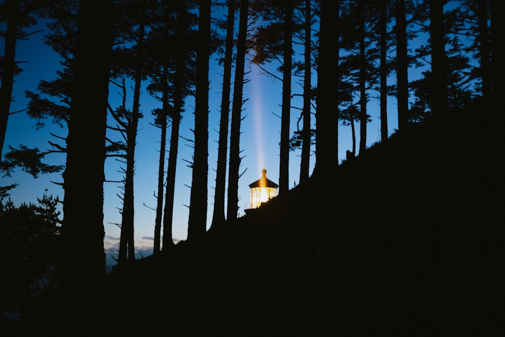 a person standing on top of a hill surrounded by trees