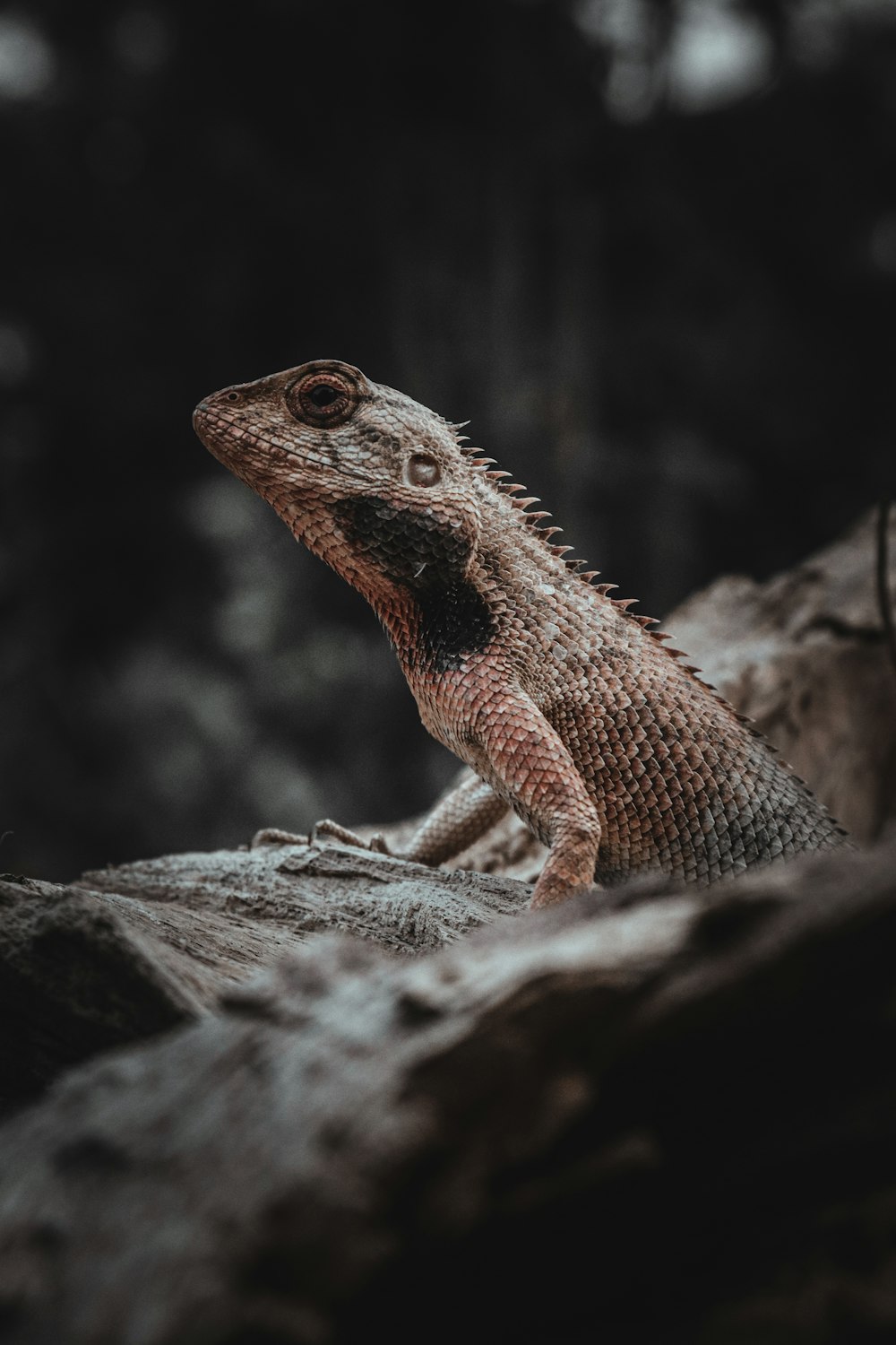 a close up of a lizard on a rock