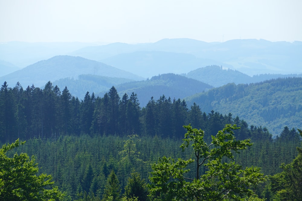 a forest filled with lots of green trees