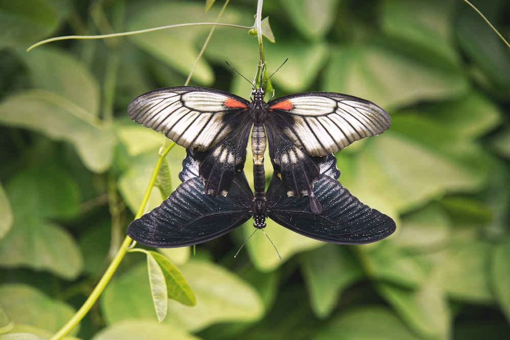 a black and white butterfly sitting on top of a green plant