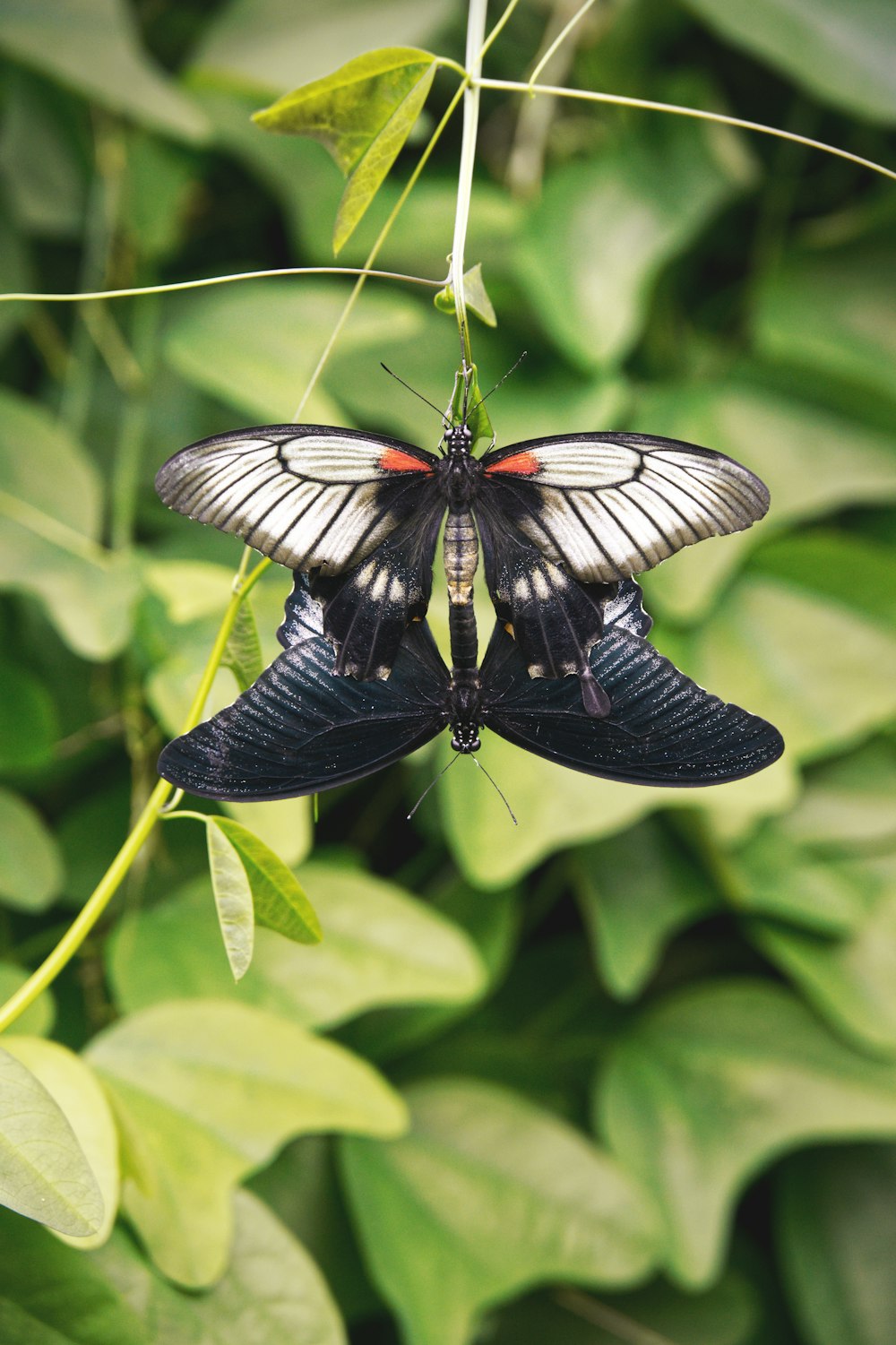 a black and white butterfly sitting on top of a leaf