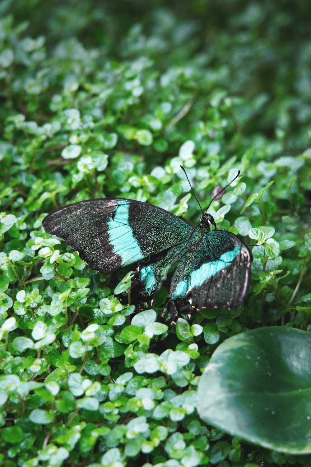 a blue and black butterfly sitting on a green plant