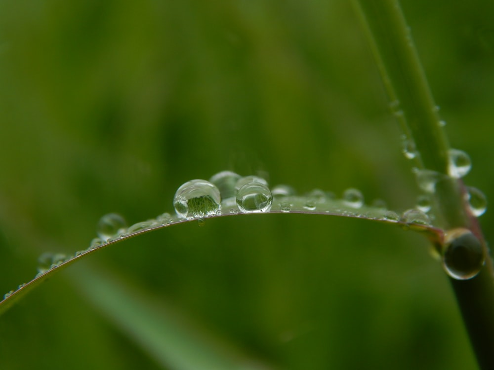 a close up of water droplets on a blade of grass