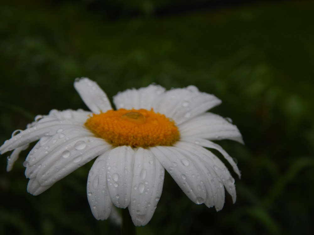 a white and yellow flower with water droplets on it