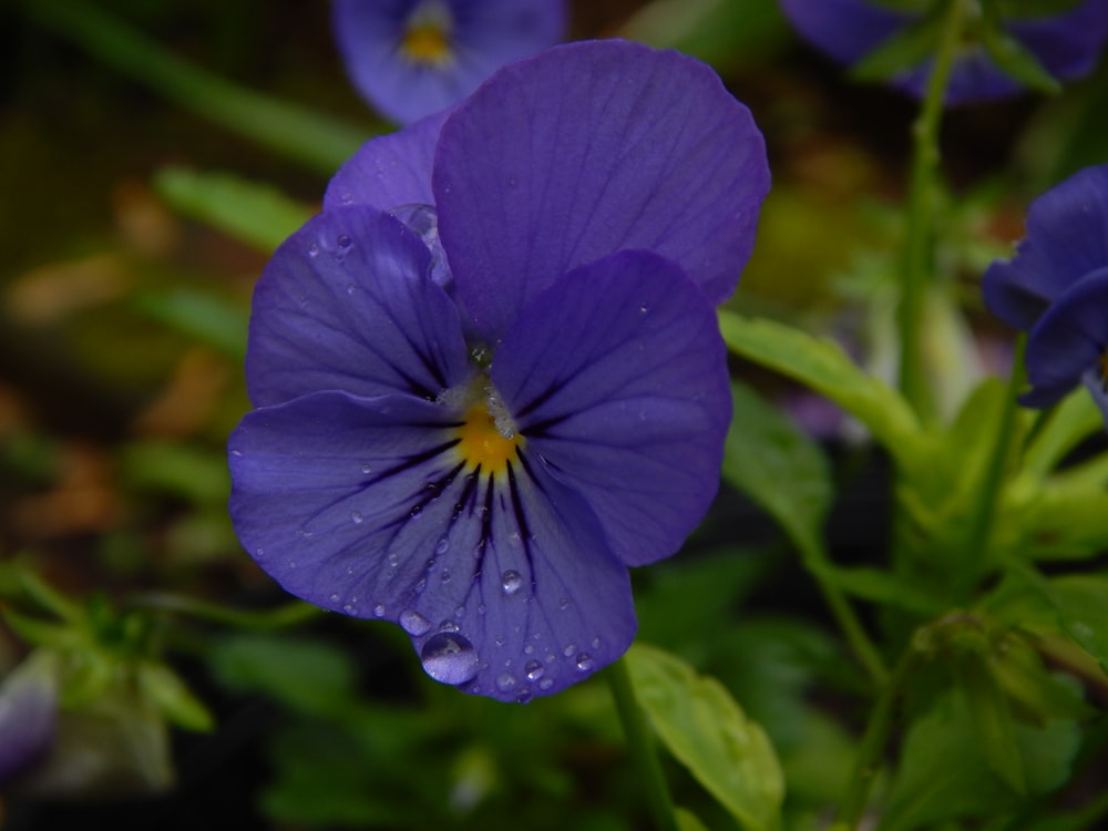 a close up of a purple flower with water droplets on it