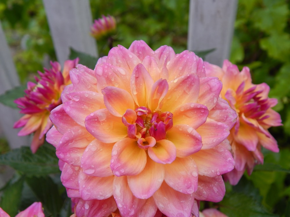 a close up of a pink and yellow flower