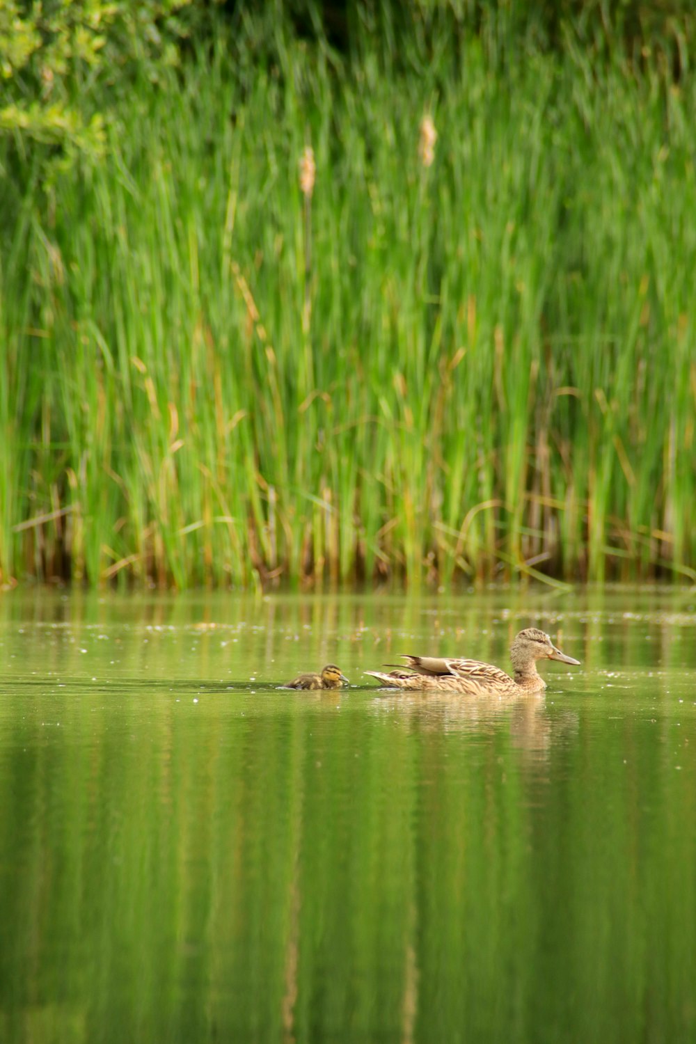 a duck floating on top of a body of water