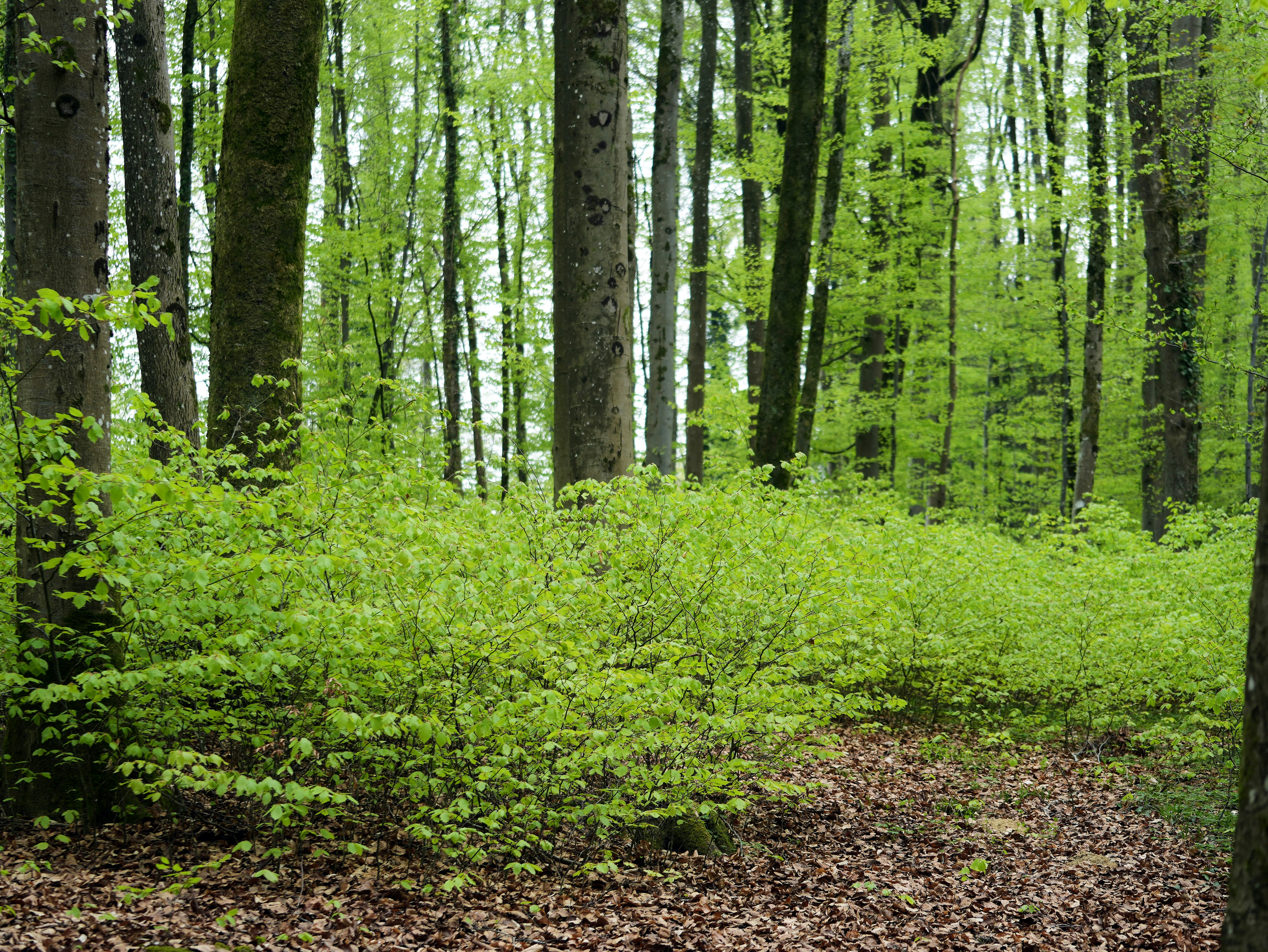 Photo by wolfgang_hasselmann