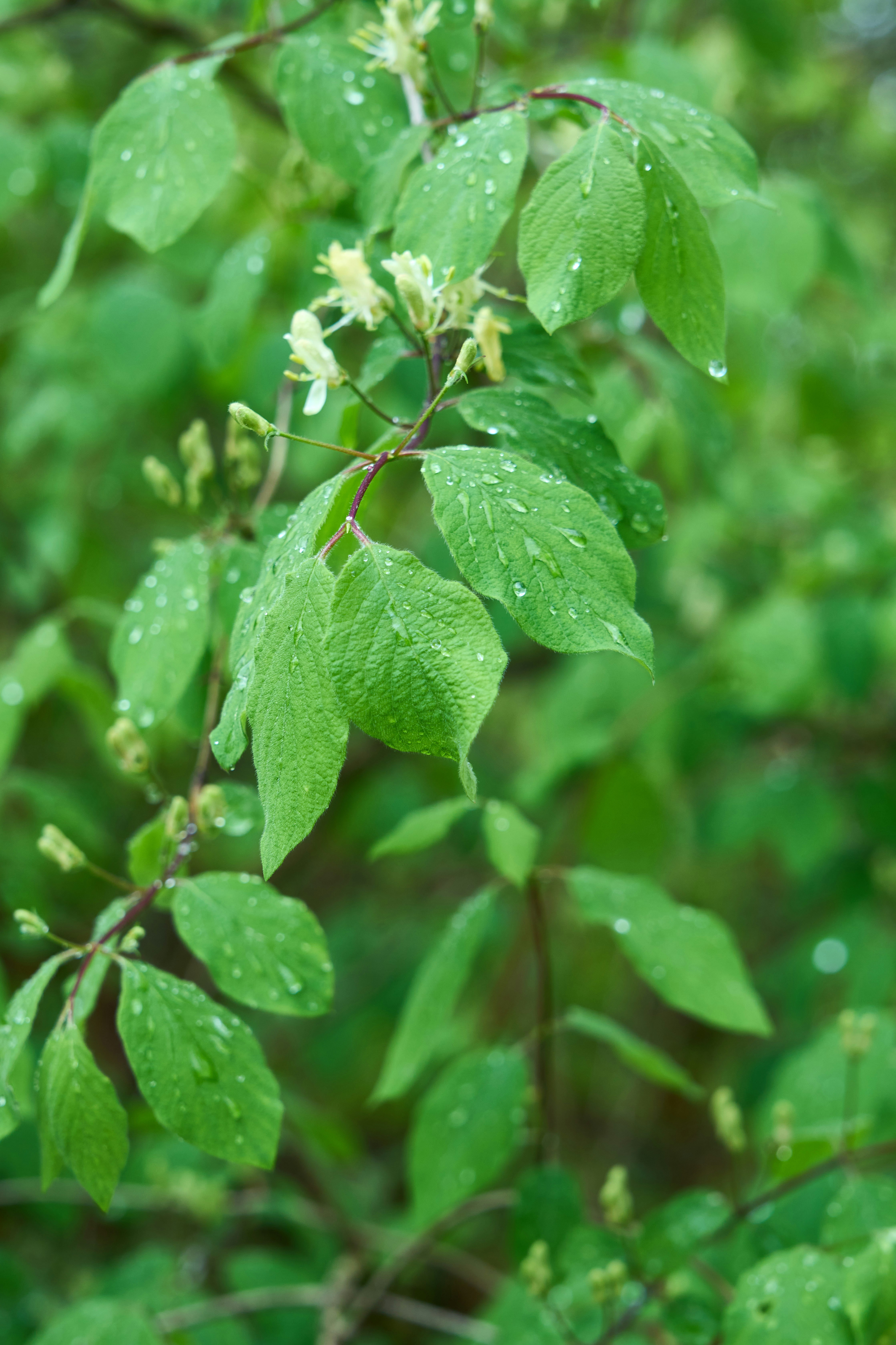 Photo by wolfgang_hasselmann