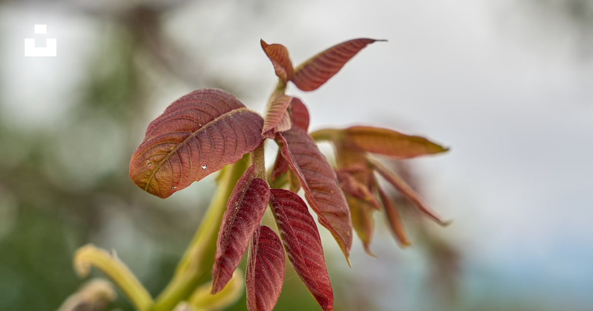Un gros plan d’une branche d’arbre avec des feuilles rouges photo ...