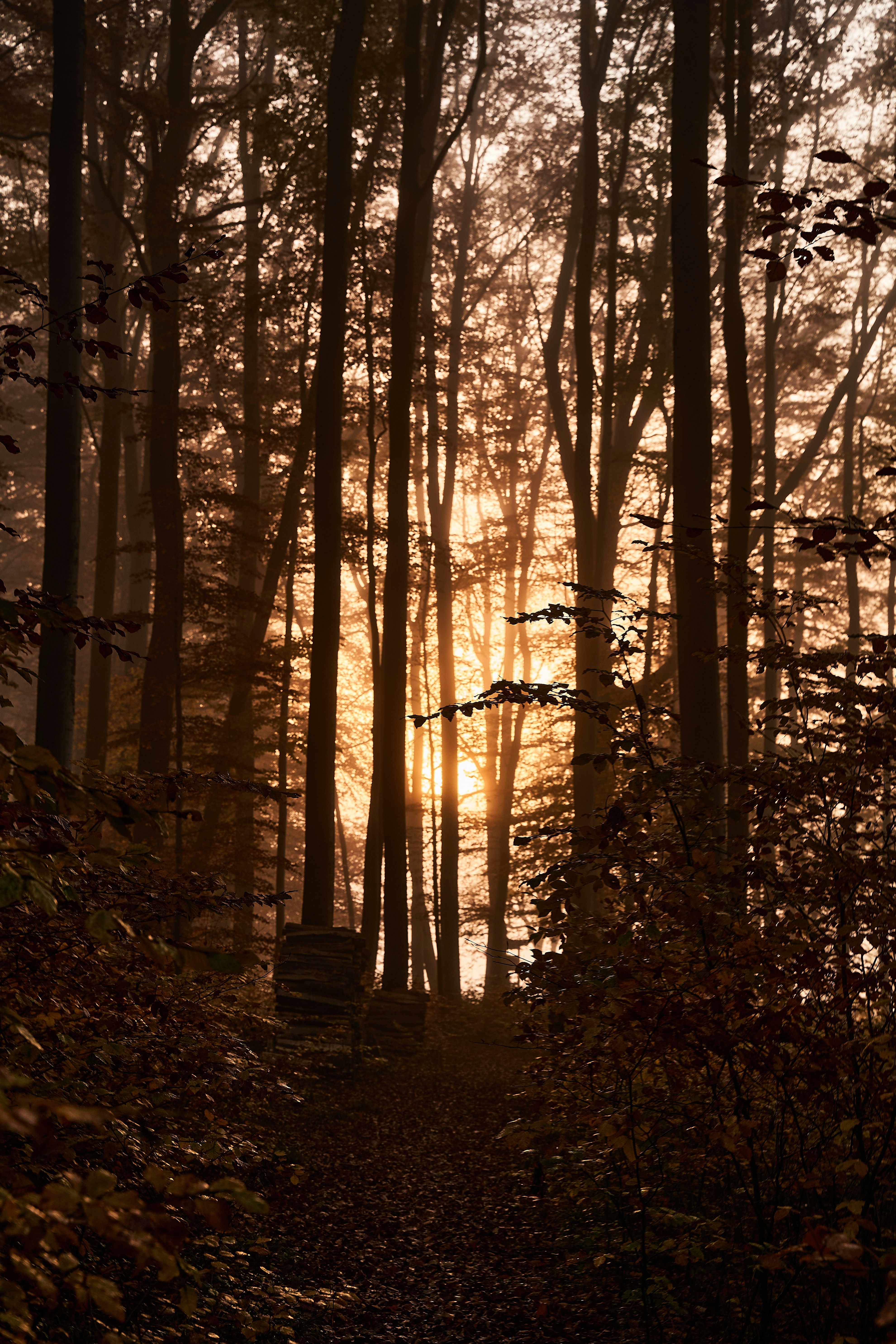 Photo by wolfgang_hasselmann