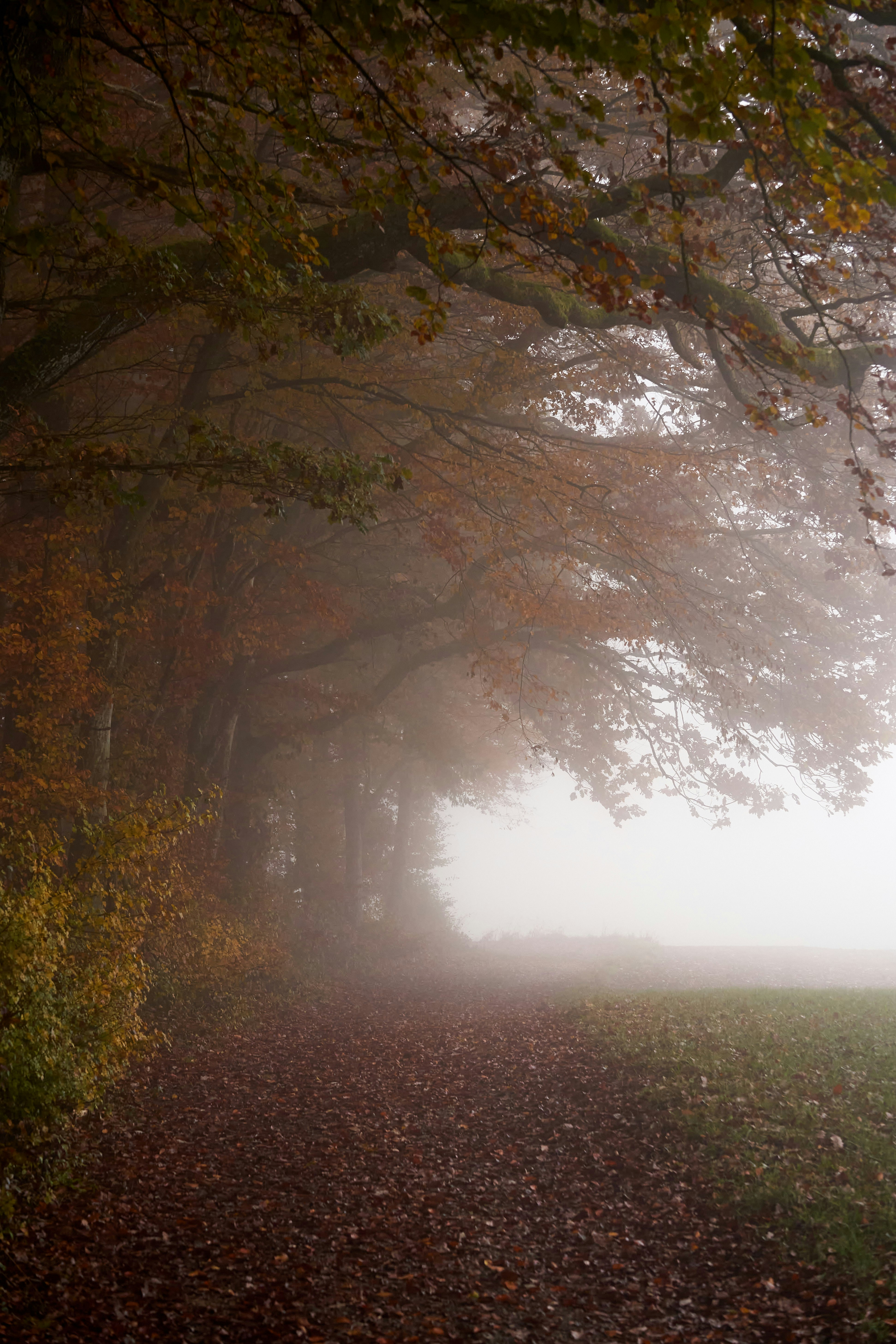 Photo by wolfgang_hasselmann