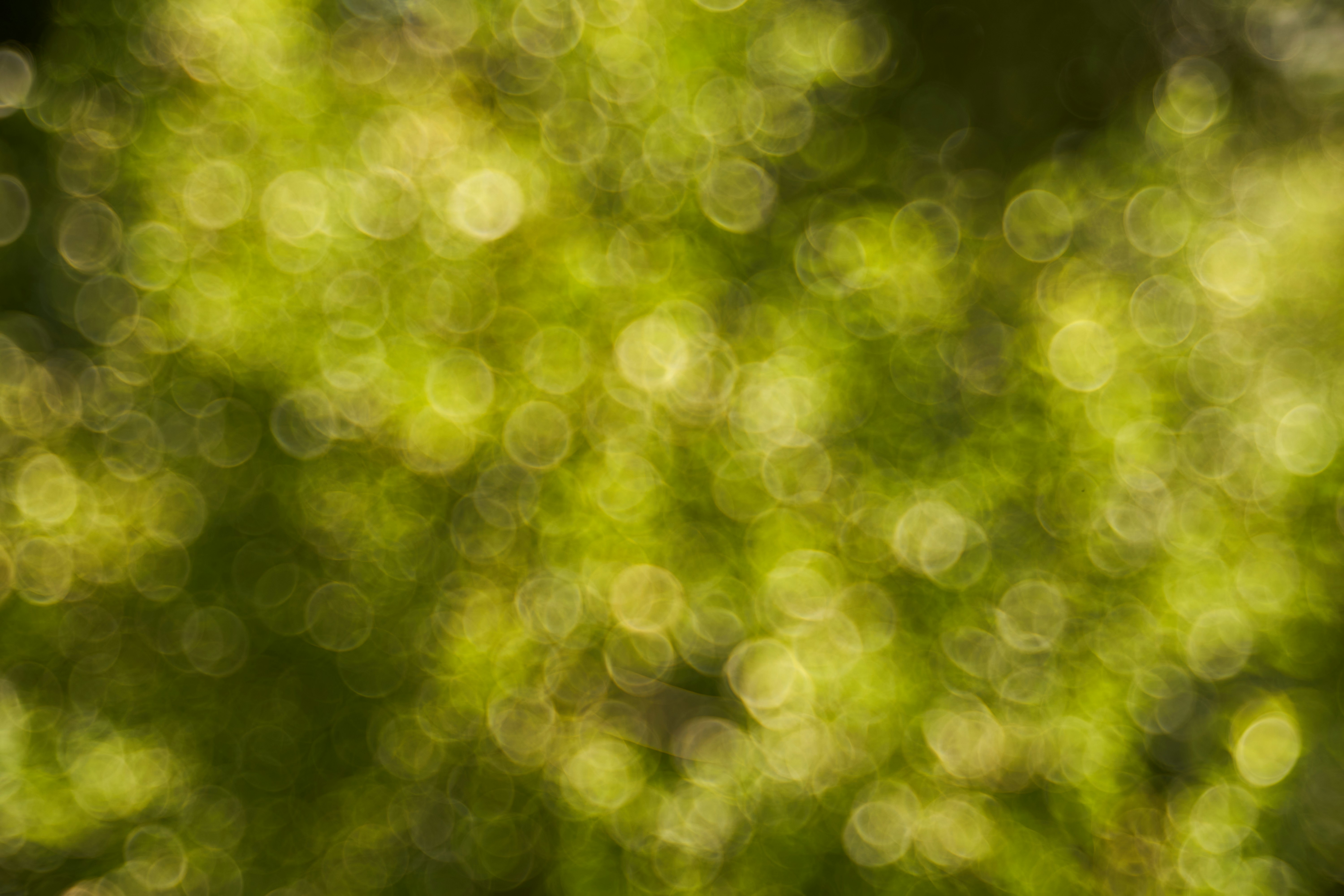 Photo by wolfgang_hasselmann