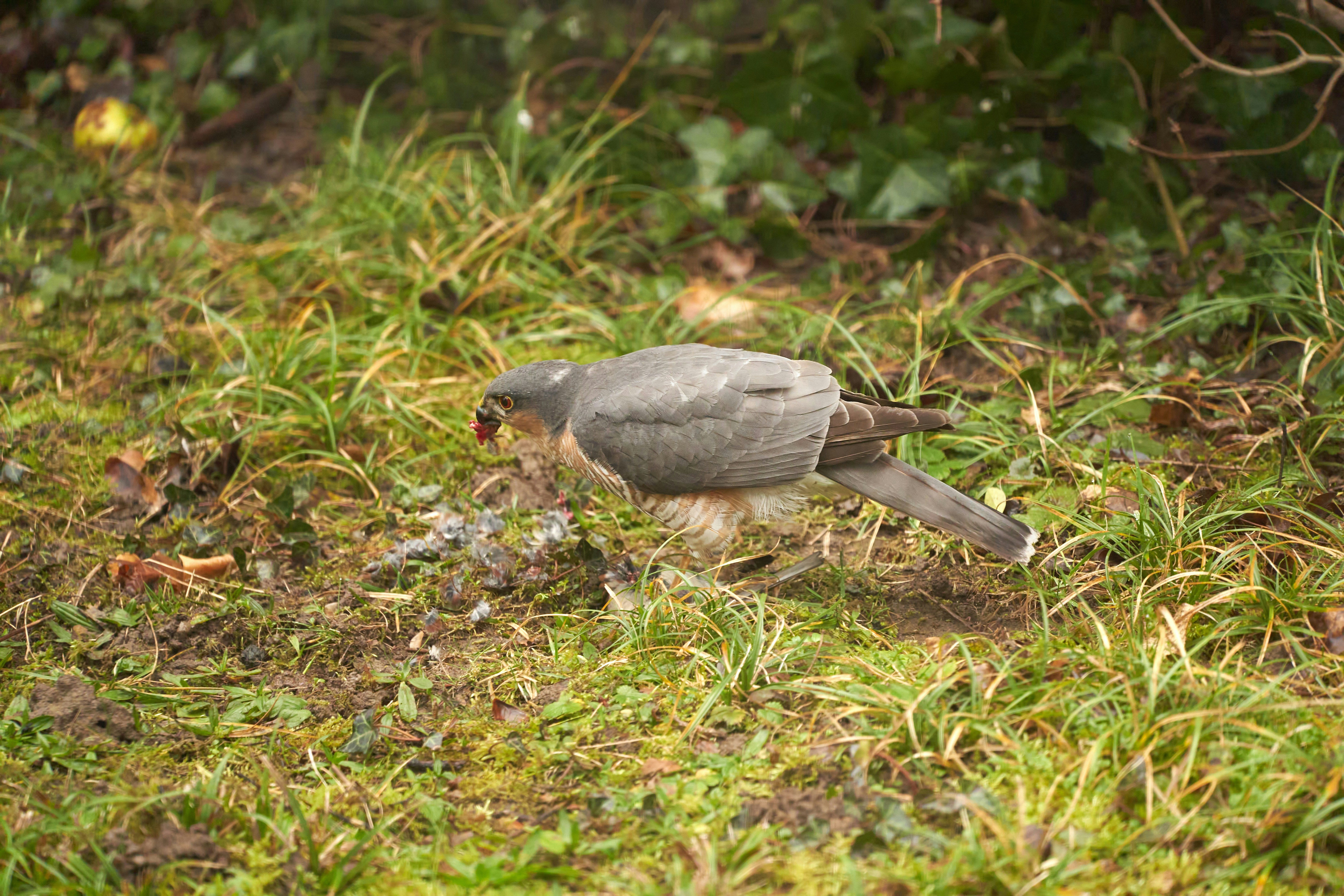 Photo by wolfgang_hasselmann