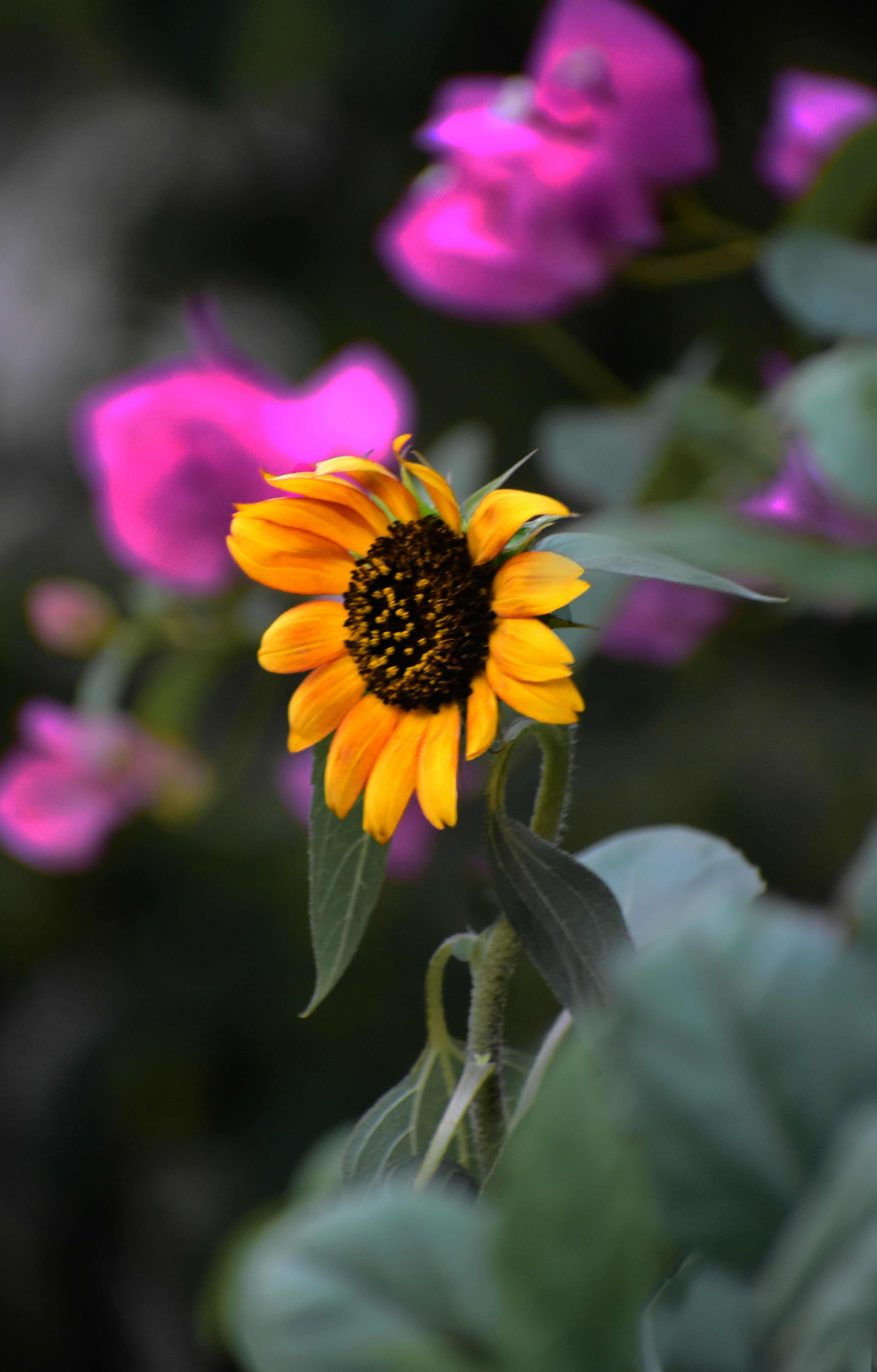 Photo by ayaanahmed2005