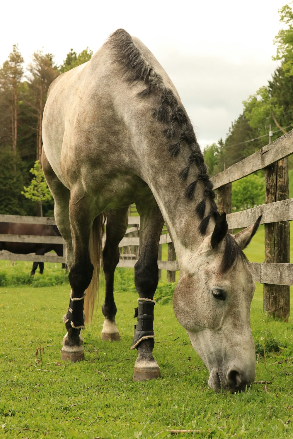 a white horse eating grass in a fenced in area