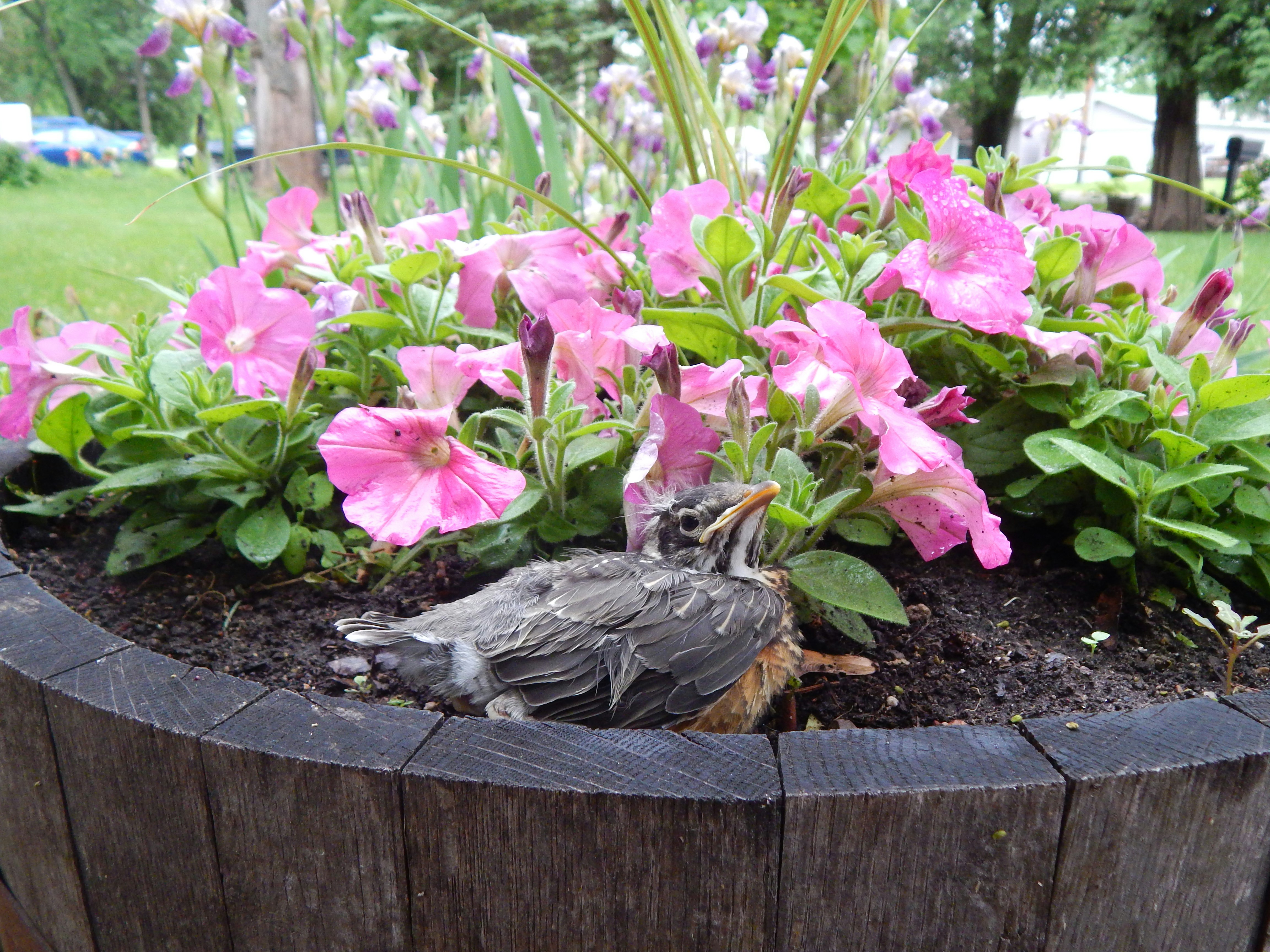 a baby robin hiding among the flowers