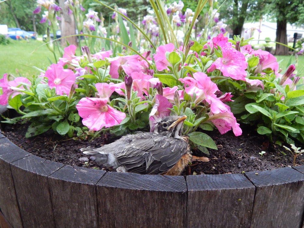 a bird that is sitting in a flower pot
