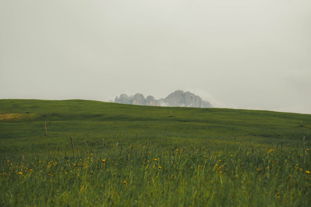 a grassy field with mountains in the distance