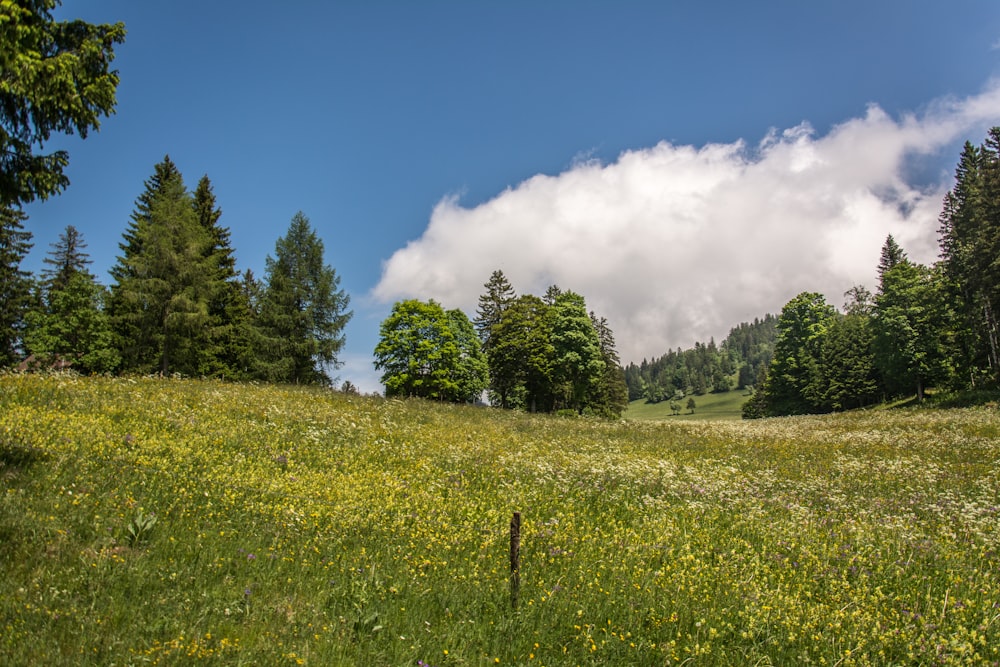 a grassy field with trees in the background