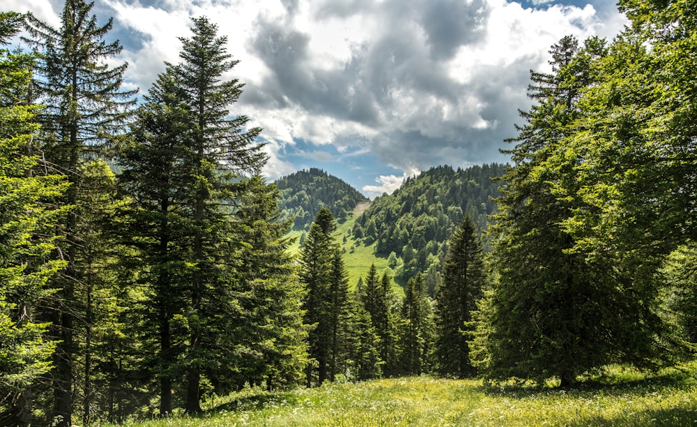 a lush green forest filled with lots of trees