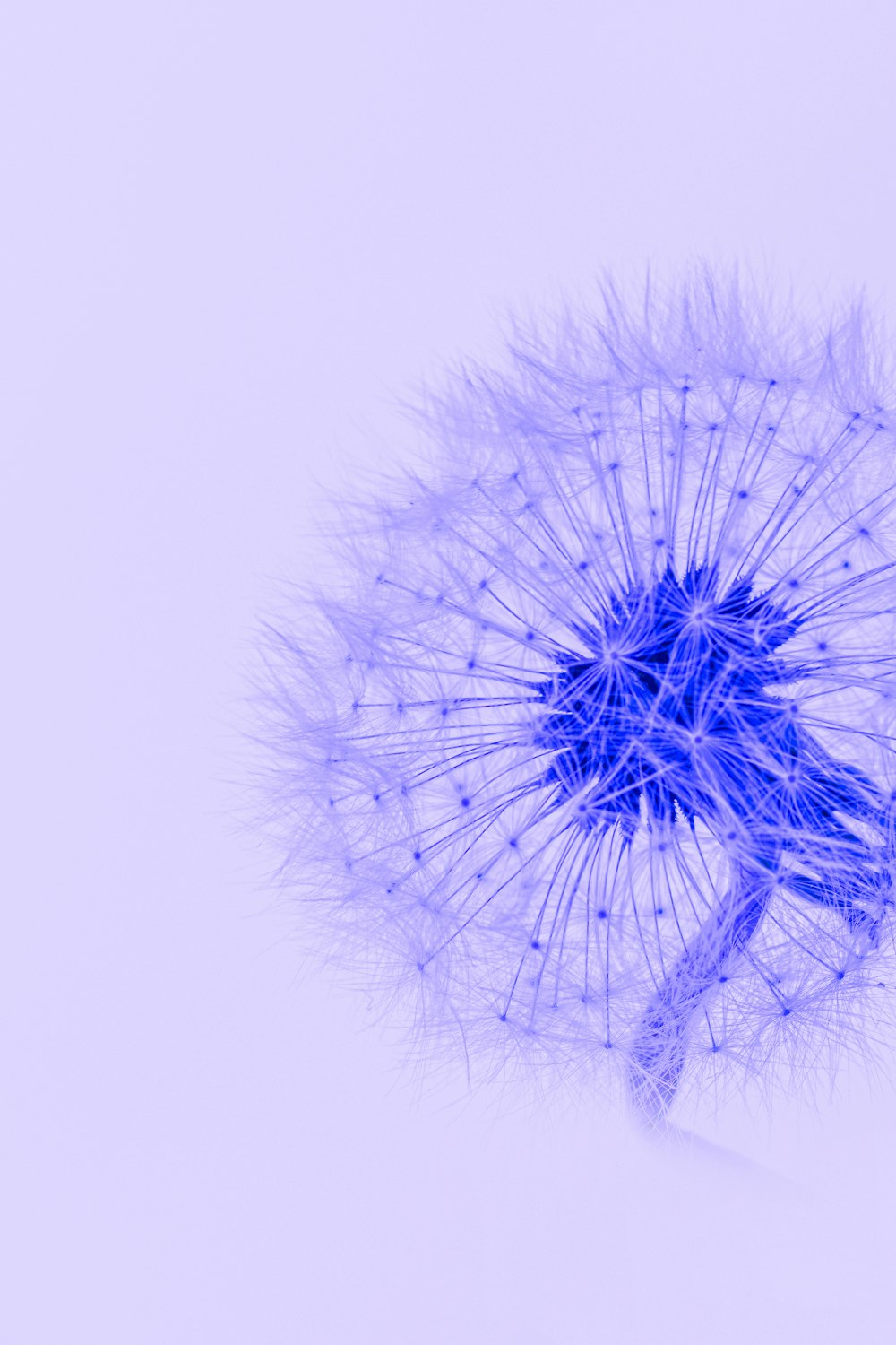 a dandelion with a blue center on a white background