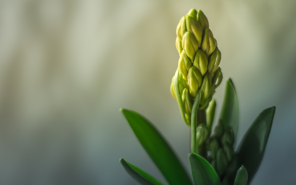 a close up of a plant with green leaves