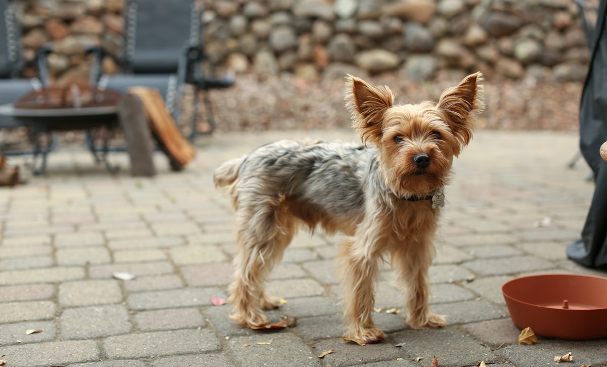 Cane vicino alla ciotola: disturbi gastrointestinali nei cani, segnali precoci