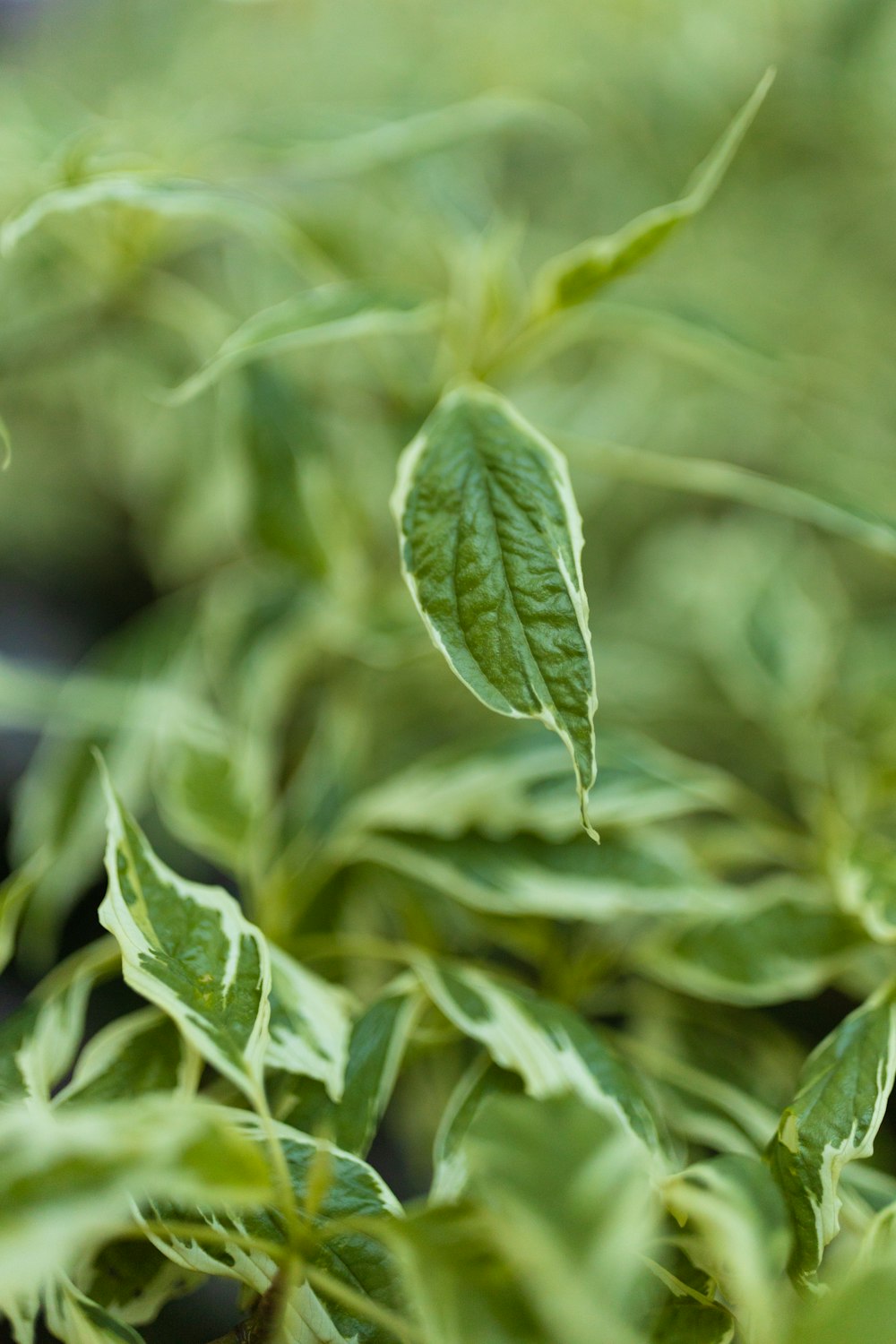 a close up of a plant with green leaves