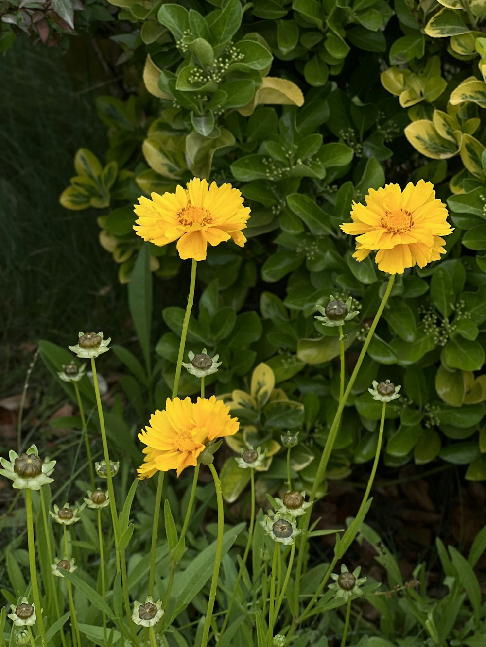 a bunch of yellow flowers in a garden