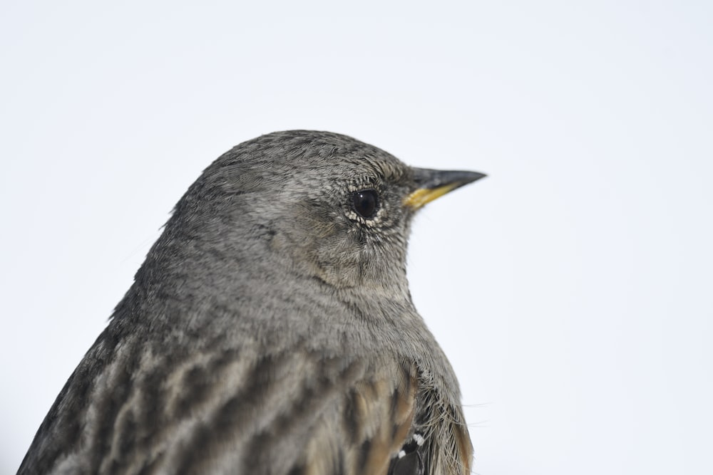 a close up of a bird on a white background