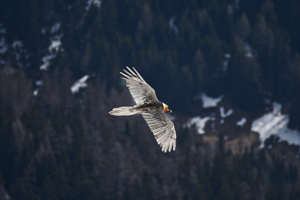 a large bird flying over a forest covered hillside