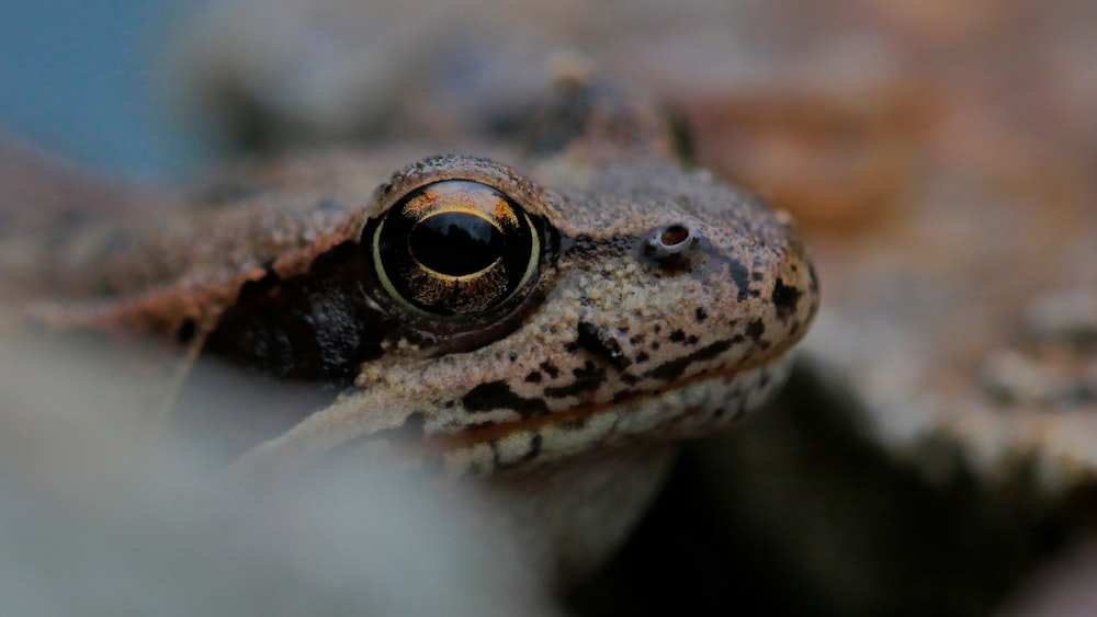 a close up of a frog looking at the camera