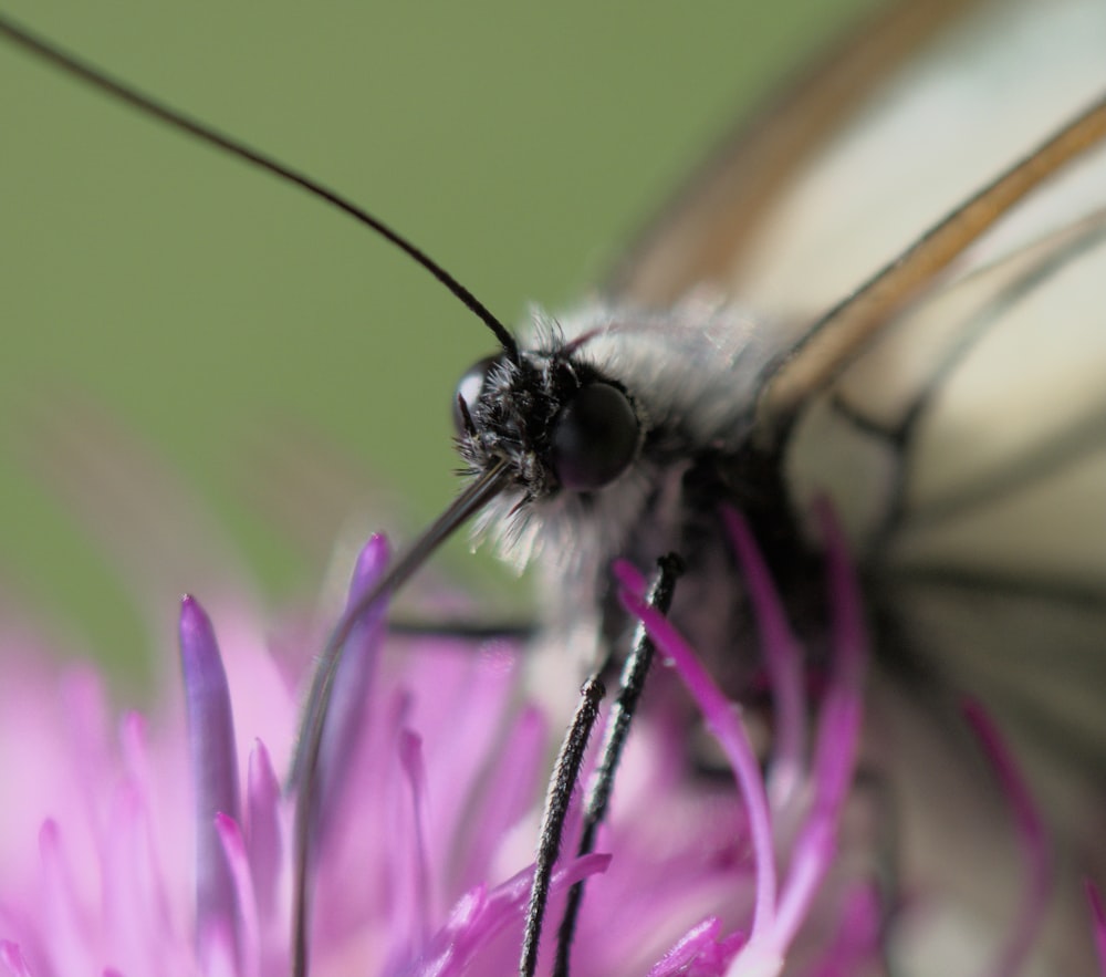a close up of a butterfly on a flower