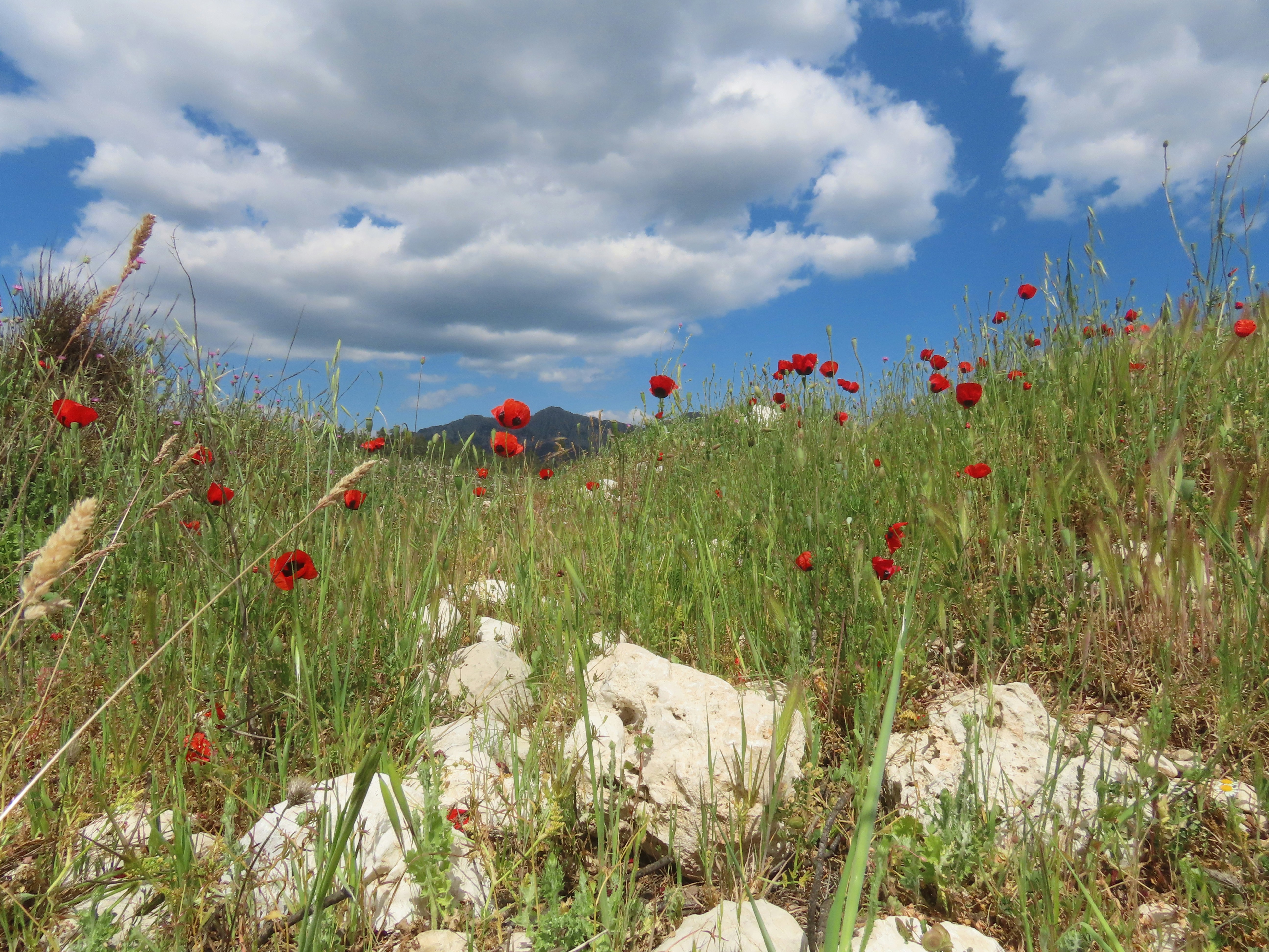 A field full of red flowers under a cloudy blue sky photo – Free Kemer ...