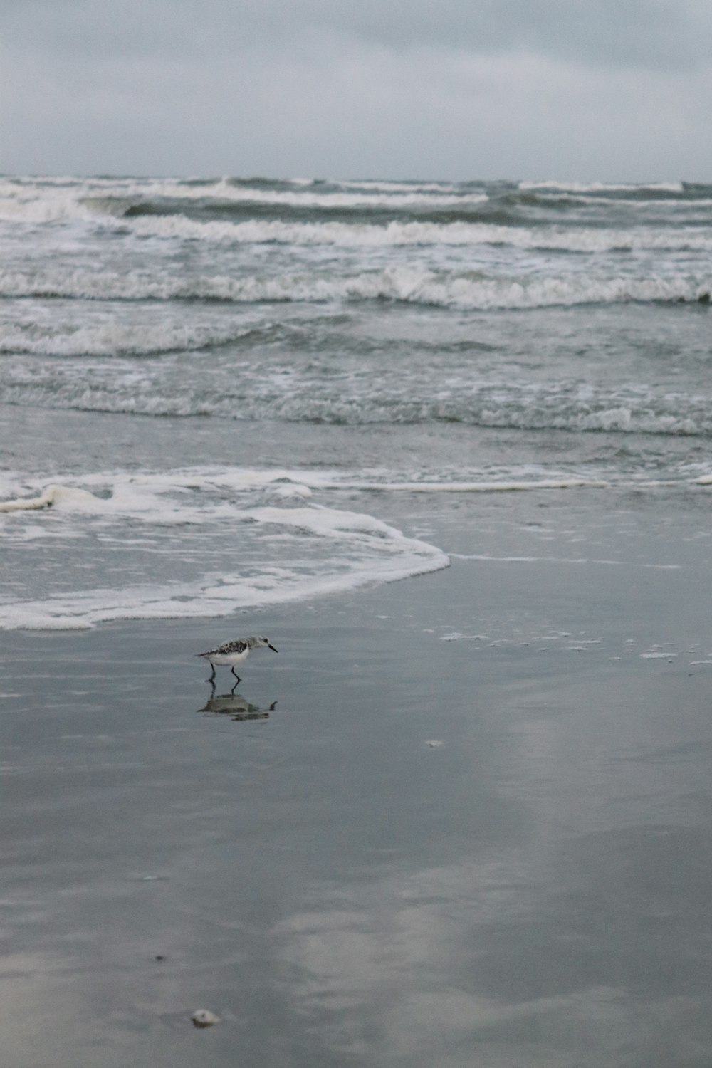 a bird standing on a beach next to the ocean