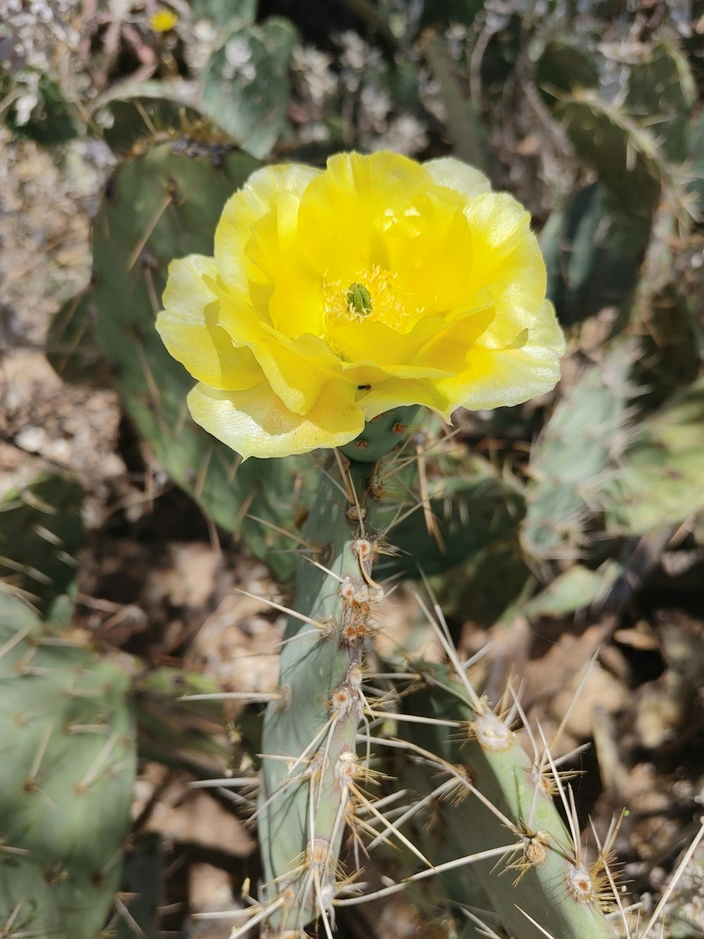 a yellow flower in the middle of a cactus