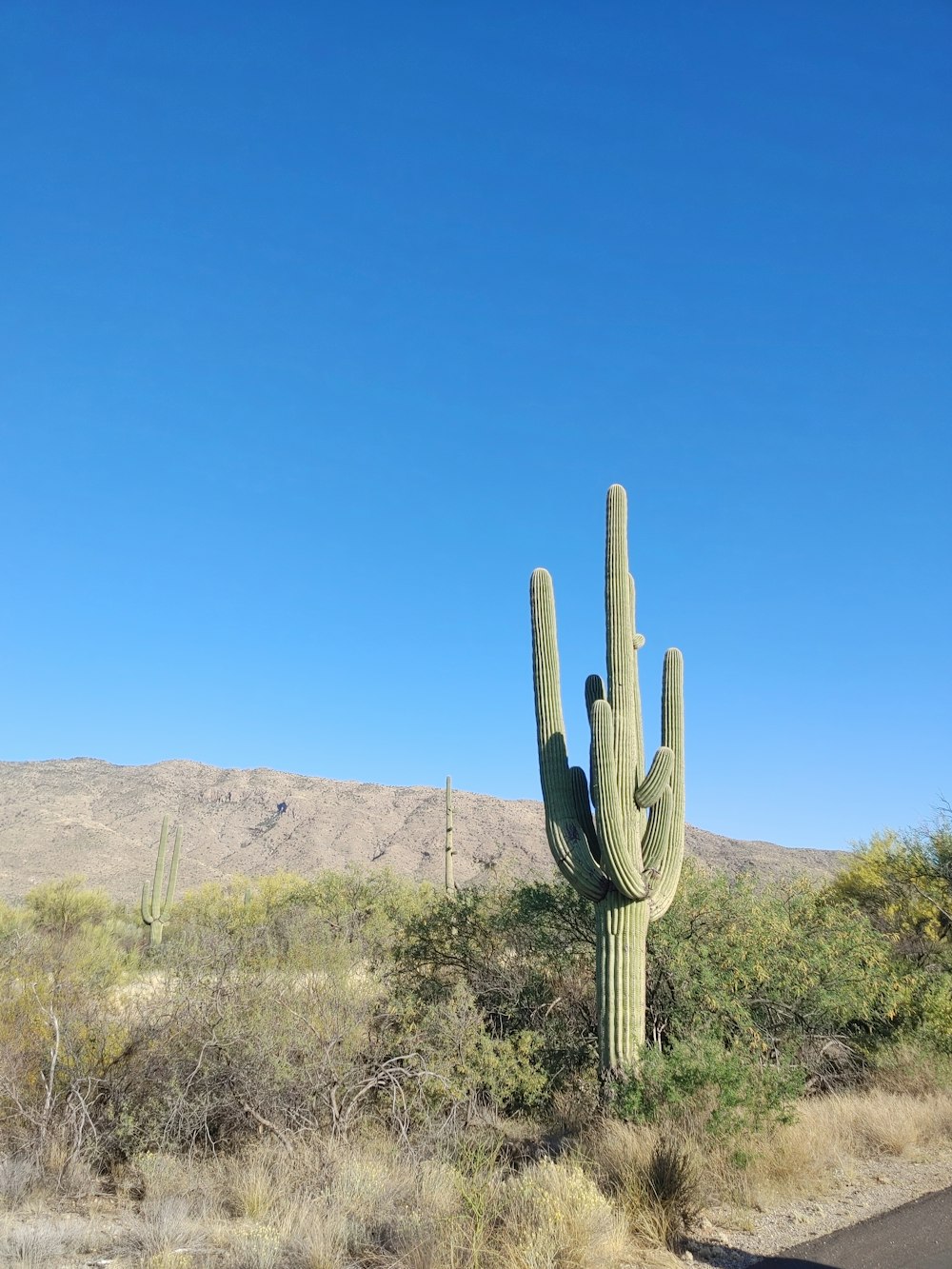 a large cactus in the middle of a desert