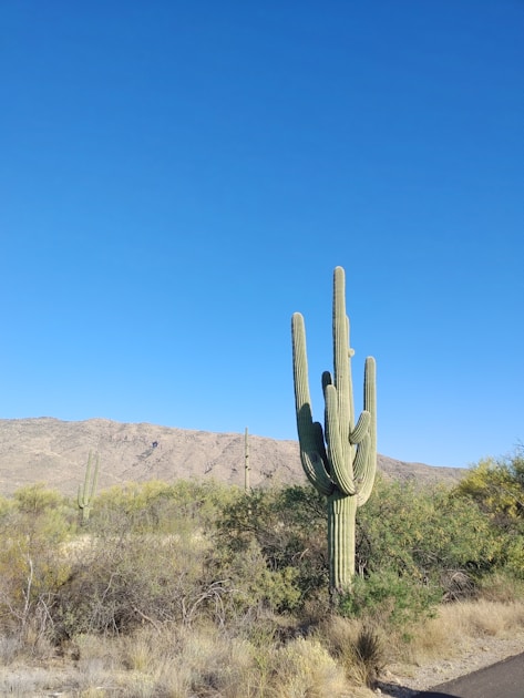 Sonoran desert with saguaro and prickly pear — Arizona javelina habitat