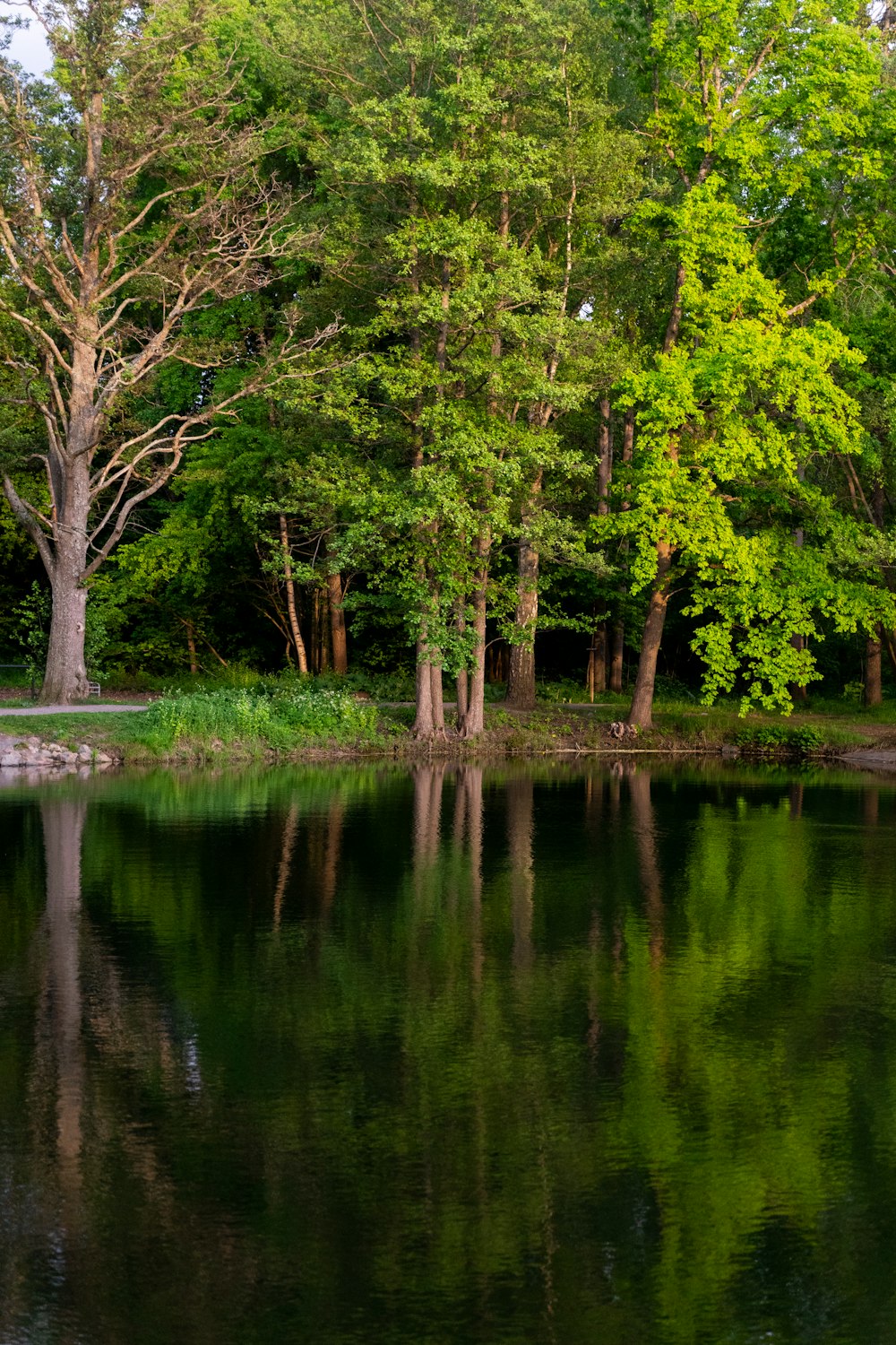 a body of water surrounded by lots of trees