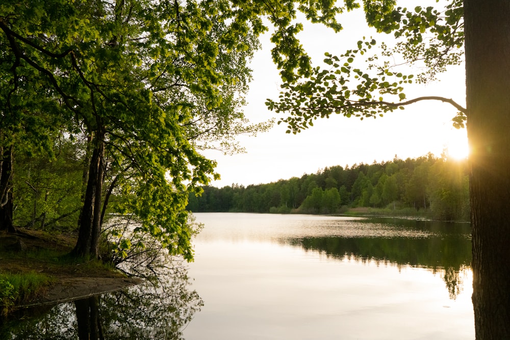 the sun is shining through the trees over the water