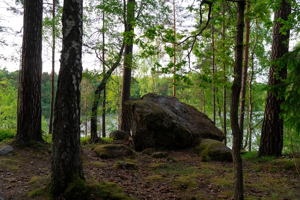 a large rock sitting in the middle of a forest