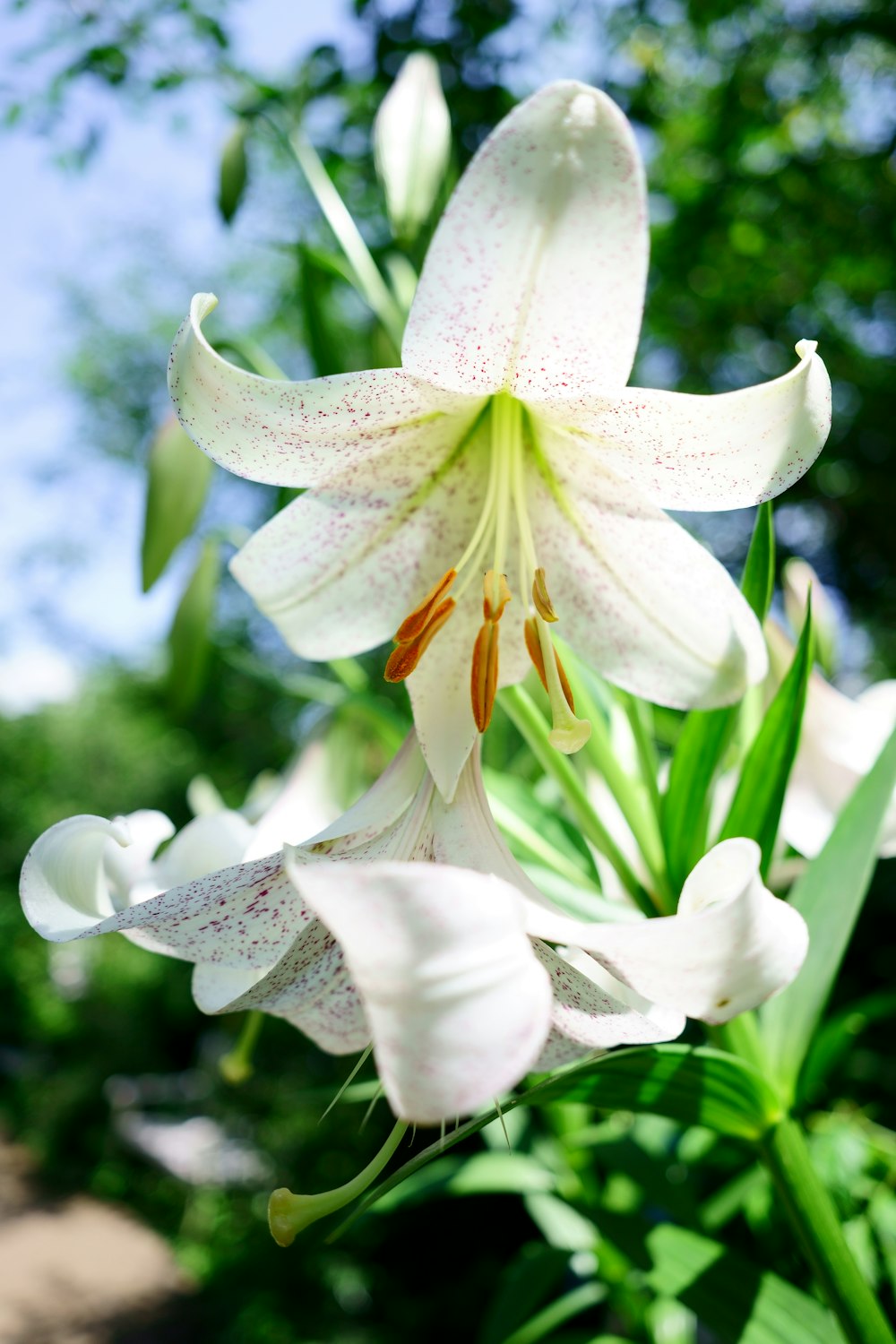 a close up of a white flower with green leaves