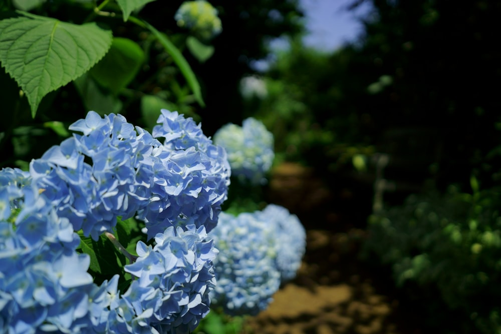 a close up of a bunch of blue flowers